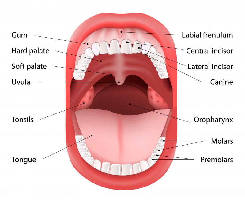 What Are The Three Parts Of The Mouth